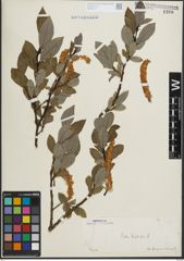 Foto von Salix hastata L.